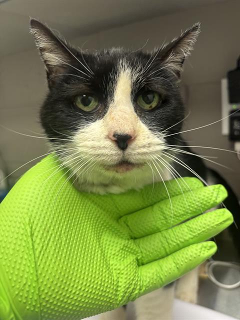 Shelter Stray Female Cat last seen Near, 2600 S Harding St, Indianapolis, IN 46221, USA