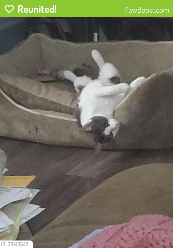 Reunited Female Cat last seen Gilbert and Lincoln by golf course and high school, Anaheim, CA 92801