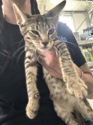 Shelter Stray Male Cat last seen BANNANA X VALLEY, 333 Chandler Pl, San Bernardino, CA 92408, USA