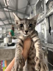 Shelter Stray Male Cat last seen BANNANA X VALLEY, 333 Chandler Pl, San Bernardino, CA 92408, USA