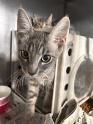 Shelter Stray Male Cat last seen BANNANA X VALLEY, 333 Chandler Pl, San Bernardino, CA 92408, USA