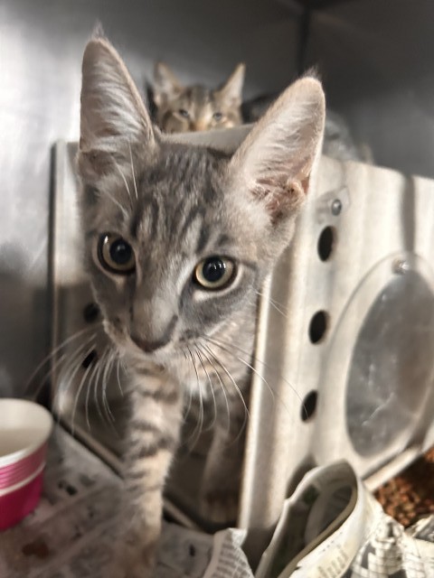 Shelter Stray Male Cat last seen BANNANA X VALLEY, 333 Chandler Pl, San Bernardino, CA 92408, USA