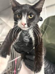 Shelter Stray Female Cat last seen BANNANA X VALLEY, 333 Chandler Pl, San Bernardino, CA 92408, USA