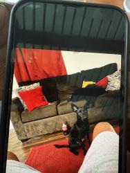 Lost Female Dog last seen N bluff rd Athens, Athens, GA 30607