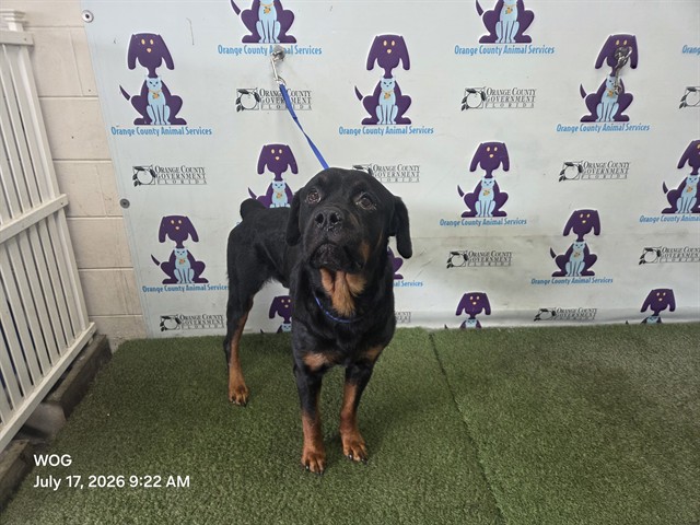 Shelter Stray Male Dog last seen RTO 03/25/22, 2769 Conroy Rd, Orlando, FL 32839, USA