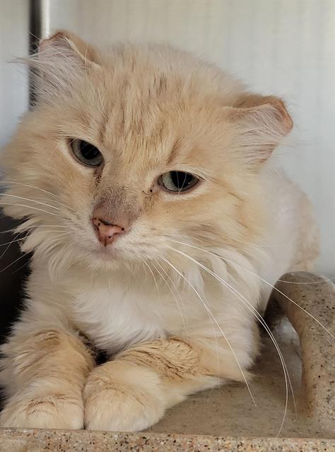 Shelter Stray Male Cat last seen Near BLOCK S 2200 W, WEST VALLEY CITY UT 84119, 4522 W 3500 S, West Valley City, UT 84120, USA
