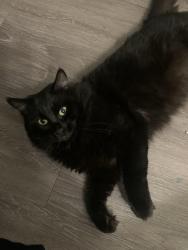 Reunited Male Cat last seen Occidental Drive and Great Falls Way, Sacramento, CA 95826
