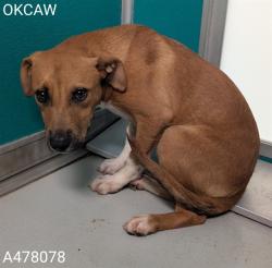 Shelter Stray Male Dog last seen Near BLOCK NW 17TH ST, OKLAHOMA CITY OK 73127, 2811 SE 29th St, Oklahoma City, OK 73129, USA
