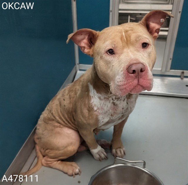 Shelter Stray Female Dog last seen Near BLOCK ROCK SPRING DR, NEWALLA OK 74857, 2811 SE 29th St, Oklahoma City, OK 73129, USA