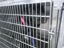 Shelter Stray Male Dog last seen Near BLOCK NW 39TH EXPRESSWAY ABANDONED, 2811 SE 29th St, Oklahoma City, OK 73129, USA