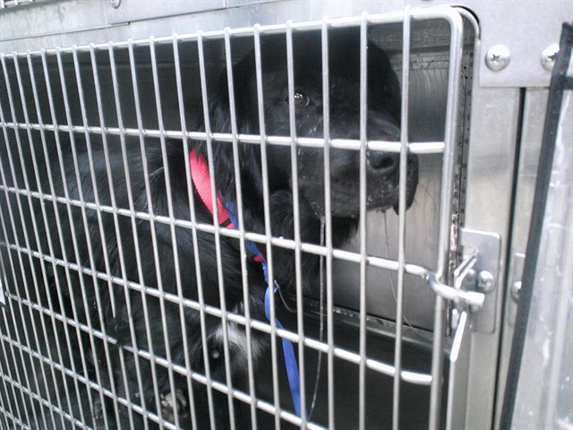 Shelter Stray Male Dog last seen Near BLOCK NW 39TH EXPRESSWAY ABANDONED, 2811 SE 29th St, Oklahoma City, OK 73129, USA