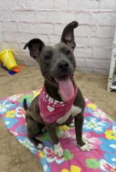 Shelter Stray Female Dog last seen Near BLOCK TERRY ST, DETROIT MI 48228, 7401 Chrysler Dr, Detroit, MI 48211, USA