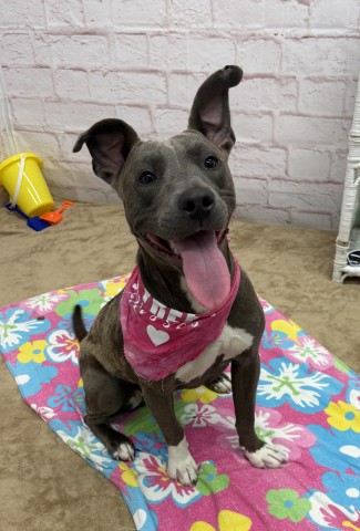 Shelter Stray Female Dog last seen Near BLOCK TERRY ST, DETROIT MI 48228, 7401 Chrysler Dr, Detroit, MI 48211, USA