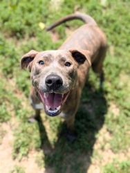 Shelter Stray Male Dog last seen WENTZVILLE, 4850 Mid Rivers Mall Dr, St Peters, MO 63376, USA