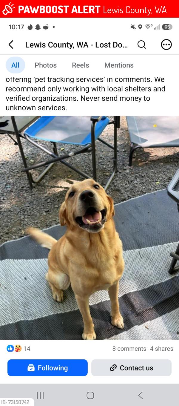 Lost Male Dog last seen Hwy 12, Lewis County, WA 98377