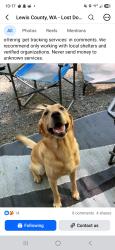 Lost Male Dog last seen Hwy 12, Lewis County, WA 98377