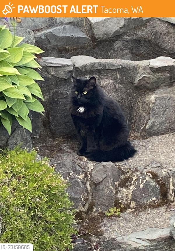 Found/Stray Female Cat last seen 76th and Tacoma Ave S, Tacoma, WA 98408