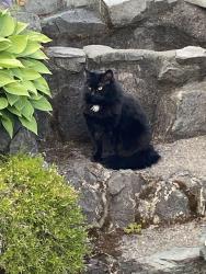 Found/Stray Female Cat last seen 76th and Tacoma Ave S, Tacoma, WA 98408