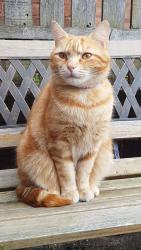 Reunited Male Cat last seen South Normanton, South Normanton, England DE55 2HY