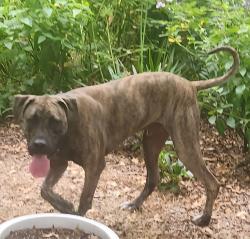 Reunited Unknown Dog last seen W College St, Sherman, TX, USA, Sherman, TX 75092