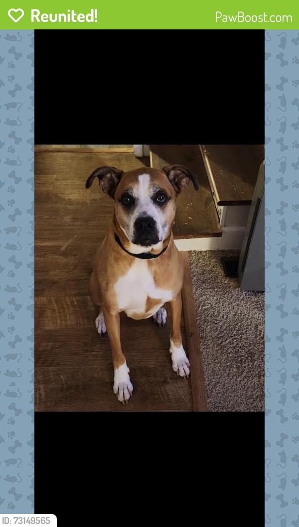 Reunited Male Dog last seen Near Chapel St, Glendale, SC 29346, USA, Glendale, SC 29346