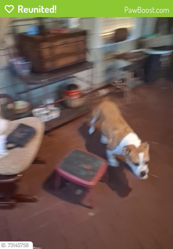 Reunited Male Dog last seen Near Jackson Bank Place. Lilburn. GA .30047, Lilburn, GA 30047