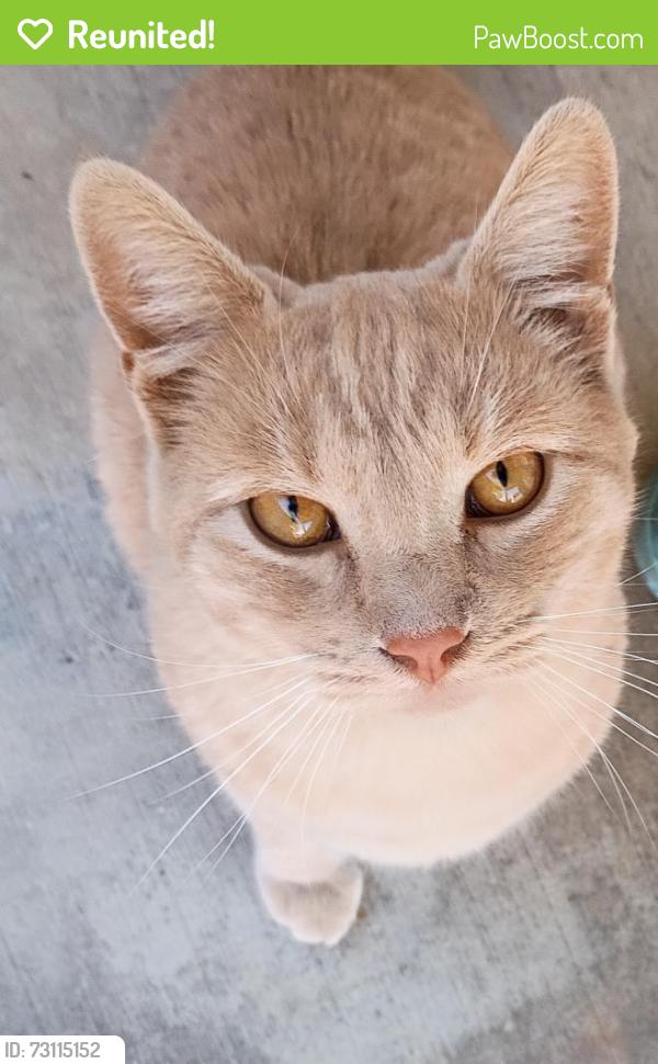 Reunited Male Cat last seen Pan-Am / Vought St, Moreno Valley, CA 92553