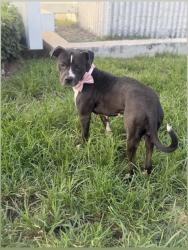Shelter Stray Female Dog last seen Near BLOCK NE 124TH ST, 3599 NW 79th Ave, Doral, FL 33122, USA