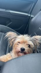 Lost Female Dog last seen Kehlor park, Clermont, FL 34711