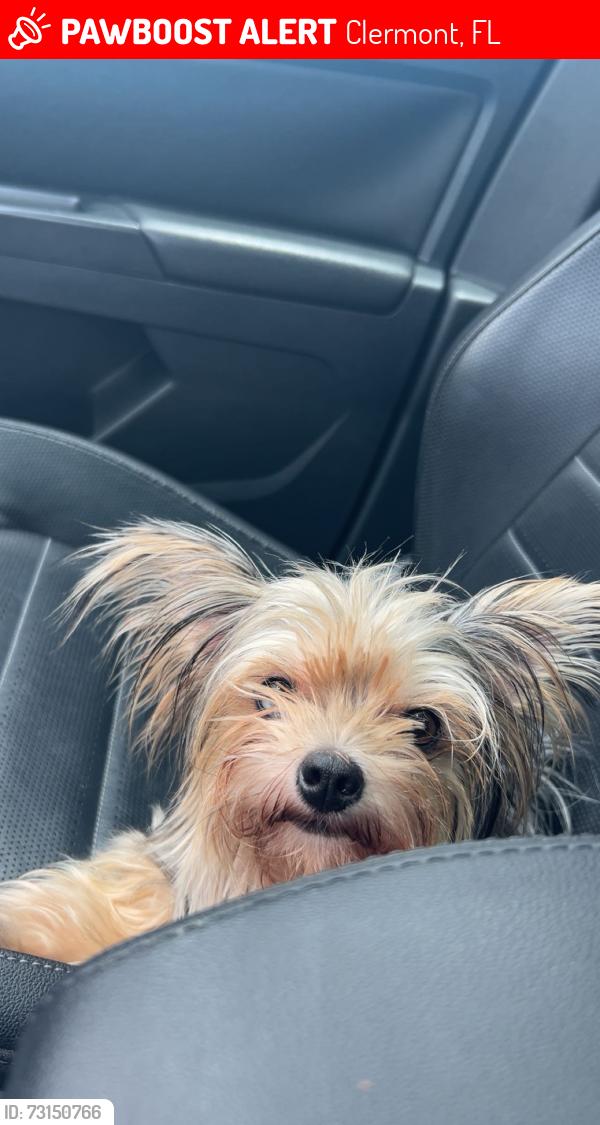 Lost Female Dog last seen Kehlor park, Clermont, FL 34711