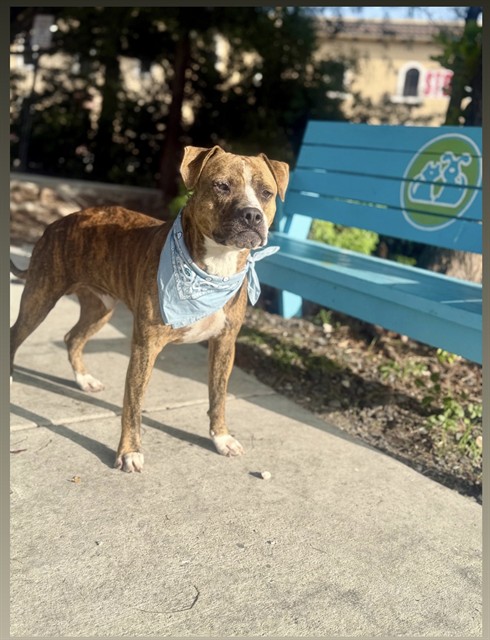 Shelter Stray Male Dog last seen Near BLOCK NW 27TH AVE, 3599 NW 79th Ave, Doral, FL 33122, USA
