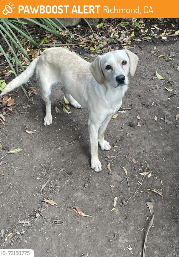 Found/Stray Male Dog last seen esmond av richmond CA, Richmond, CA 94808