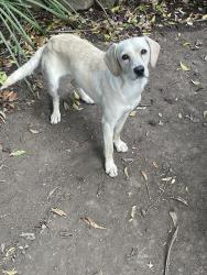 Found/Stray Male Dog last seen esmond av richmond CA, Richmond, CA 94808