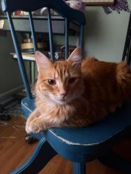 Lost Male Cat last seen El Dorado, coral oaks golf course, Cape Coral, FL 33993