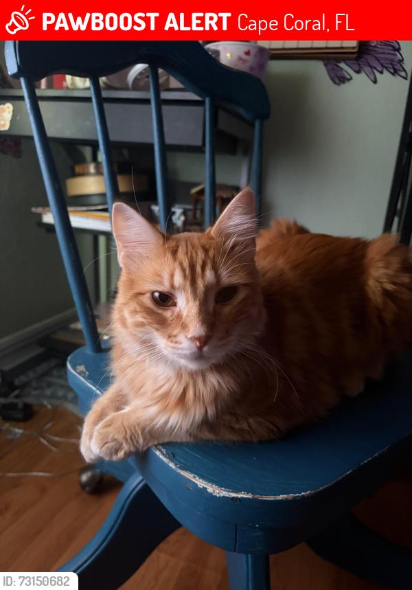 Lost Male Cat last seen El Dorado, coral oaks golf course, Cape Coral, FL 33993