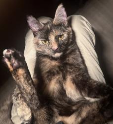 Reunited Female Cat last seen Eltingville Elementary School, Staten Island, NY 10312