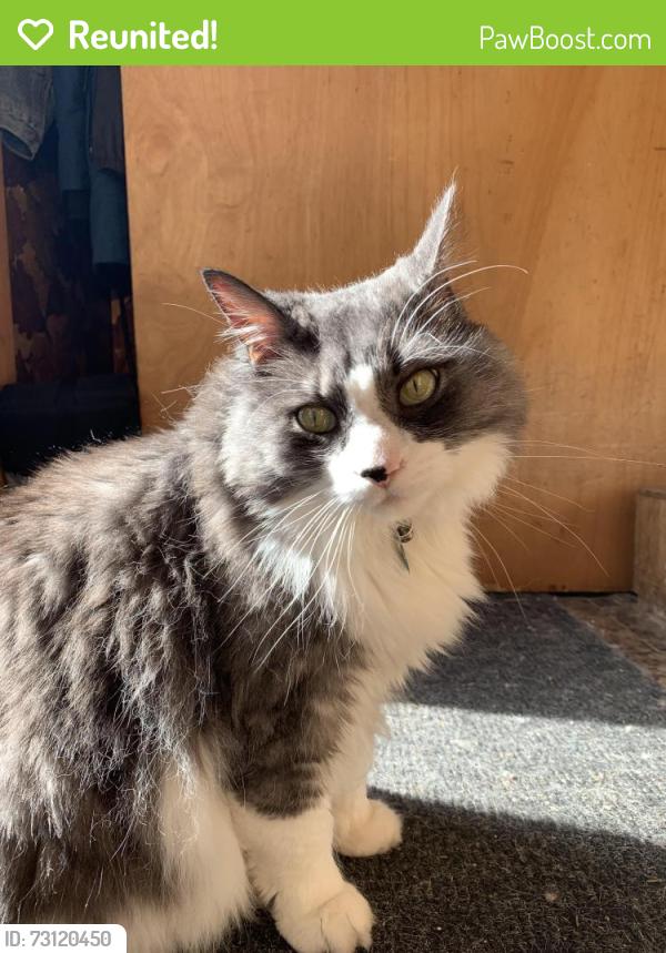 Reunited Male Cat last seen Raddison crescent - Credit Valley road area, Mississauga, ON L5M 4L9