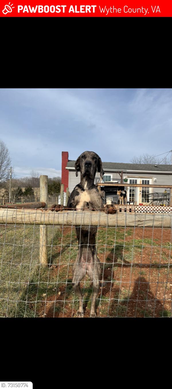 Lost Female Dog last seen Gardener rd, Wythe County, VA 24313