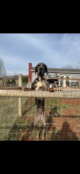 Lost Female Dog last seen Gardener rd, Wythe County, VA 24313