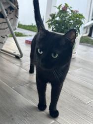 Reunited Female Cat last seen Pembroke road, Hallandale Beach, FL 33009