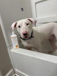 Lost Male Dog last seen McArthur road, Fayetteville, NC 28311