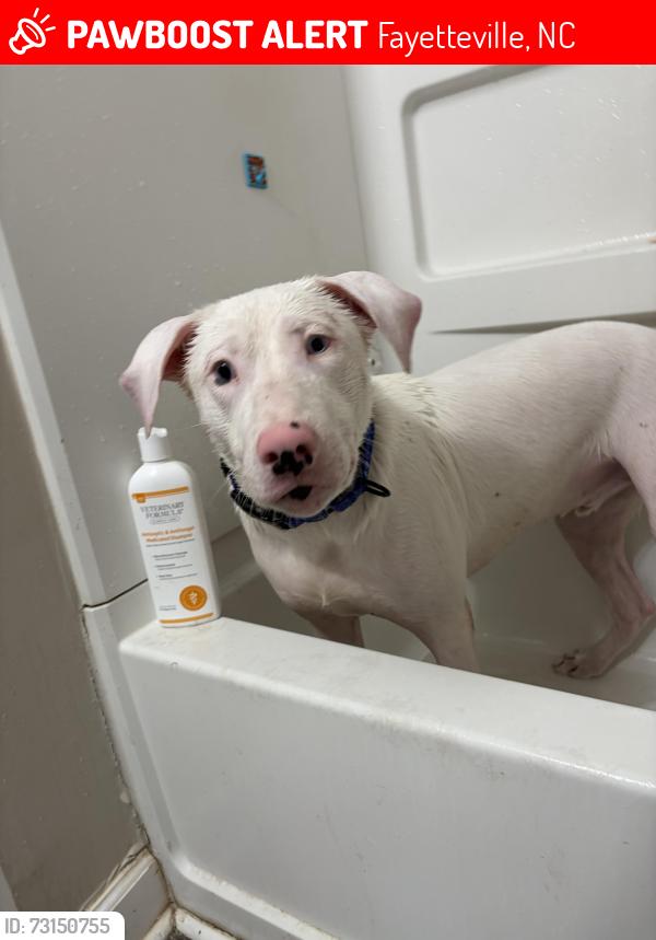 Lost Male Dog last seen McArthur road, Fayetteville, NC 28311