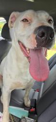 Reunited Unknown Dog last seen Near Old Peachtree Rd NW, Suwanee, GA 30024, Suwanee, GA 30024