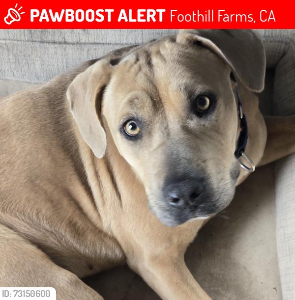 Lost Female Dog last seen CHERBOURG & VERDUGO, Foothill Farms, CA 95842