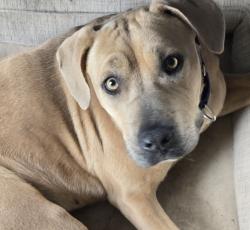 Lost Female Dog last seen CHERBOURG & VERDUGO, Foothill Farms, CA 95842