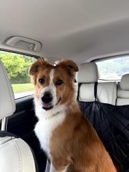 Found/Stray Male Dog last seen East 12th and Airport blvd, Austin, TX 78702