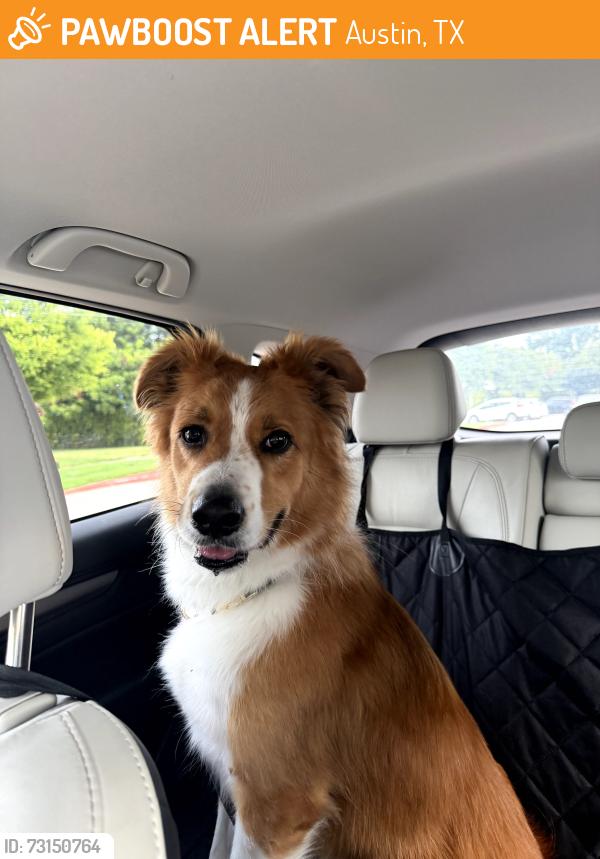 Found/Stray Male Dog last seen East 12th and Airport blvd, Austin, TX 78702