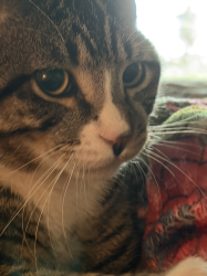 Found/Stray Male Cat last seen Mountain Ridge Rd, Rougemont, NC 27572