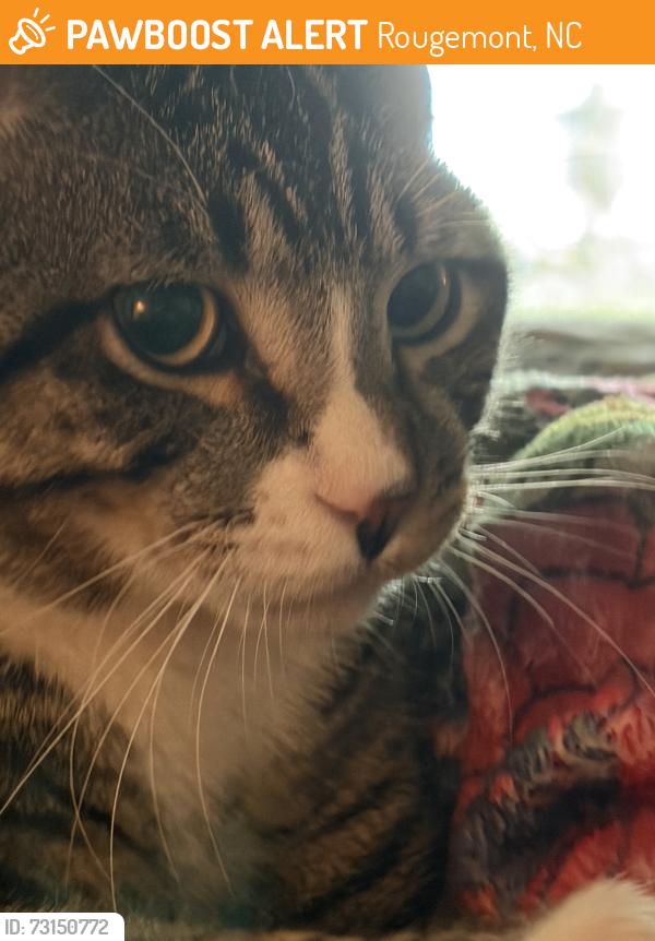 Found/Stray Male Cat last seen Mountain Ridge Rd, Rougemont, NC 27572