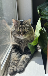 Reunited Female Cat last seen Green Ridge Ave. and Maple St. in Sisters, OR, Sisters, OR 97759